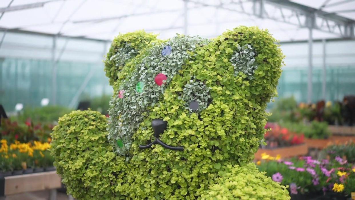 A mainly green display of flowers and leaves shows Pudsey in a greenhouse. He has a black nose and mouth and eyes with a lighter patch of green flowers and coloured dots on the bit representing Pudsey's bandage over one eye. 