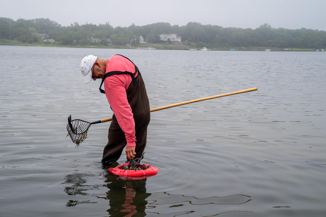 ORLEANS, MASSACHUSETTS - JULY 10: A man holds onto a clamming rake while clamming at low tide July 10, 2021 in Town Cove, Orleans, Massachusetts. He filled a bushel basket of cherry stone clams. (Photo by Robert Nickelsberg/Getty Images)
