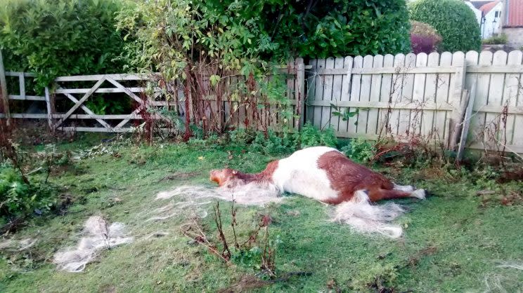 Targeted - it is thought Bobby may have been targeted because he couldn't run as fast as the other horses and ponies