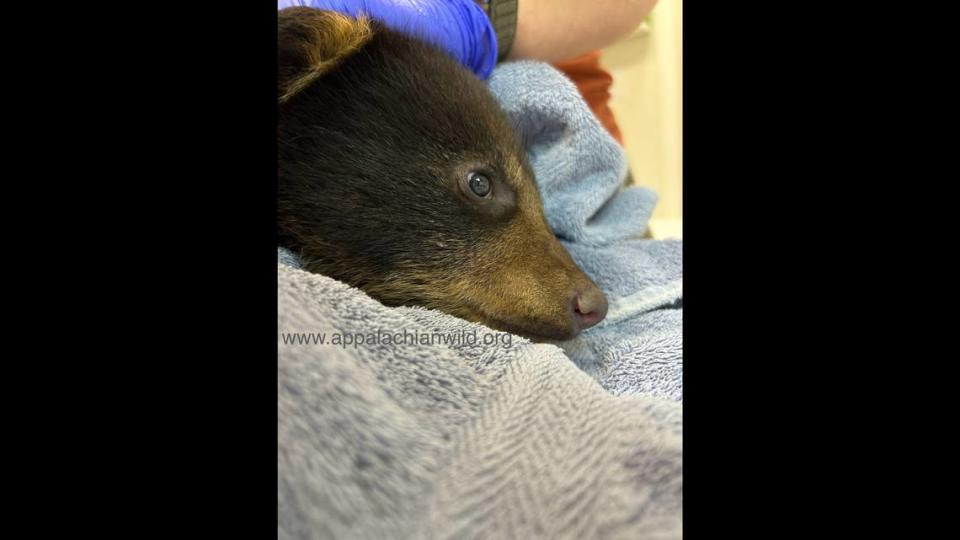 One of the two bears seen in the video is receiving care at a rehab center in North Carolina.