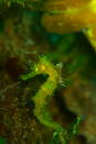A dive in Anilao, Philippines revealed this tiny little seahorse stuck in algae.