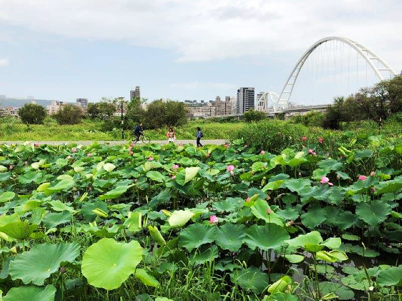 大漢溪新海人工濕地（圖片來源：新北市政府高灘地工程管理處）