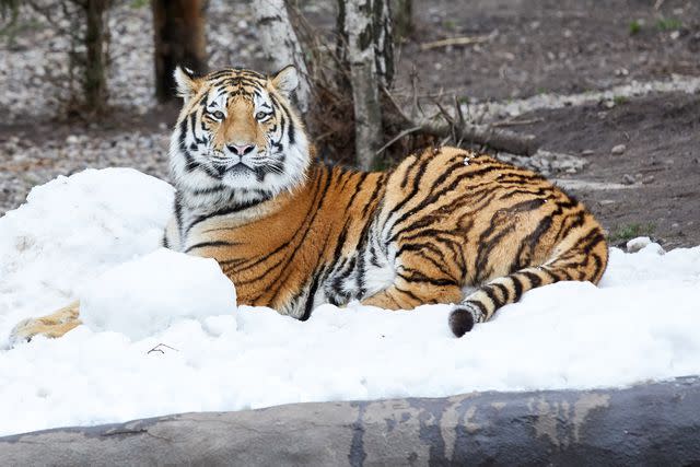 Georg Wendt/picture alliance via Getty Images tiger