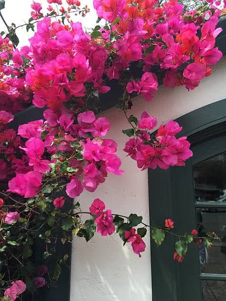 Bougainvillea