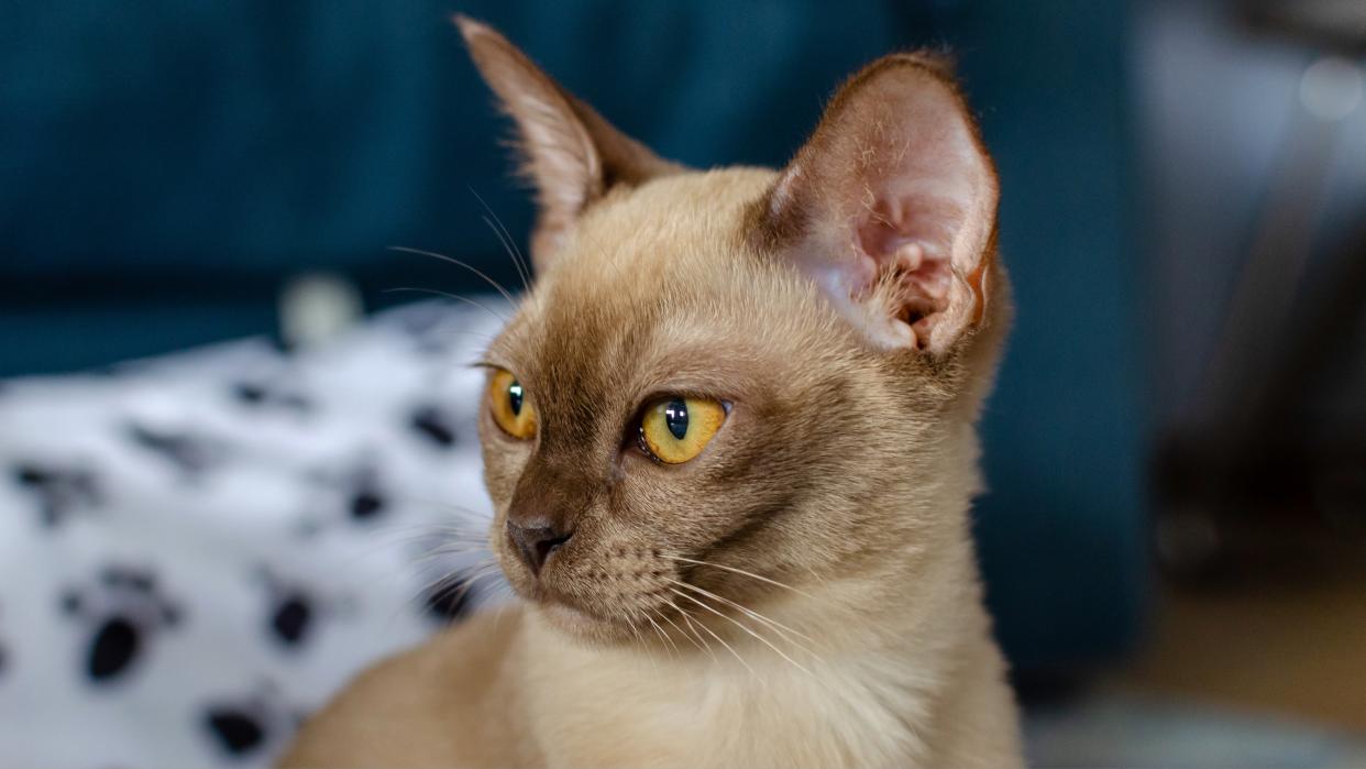 Burmese cat