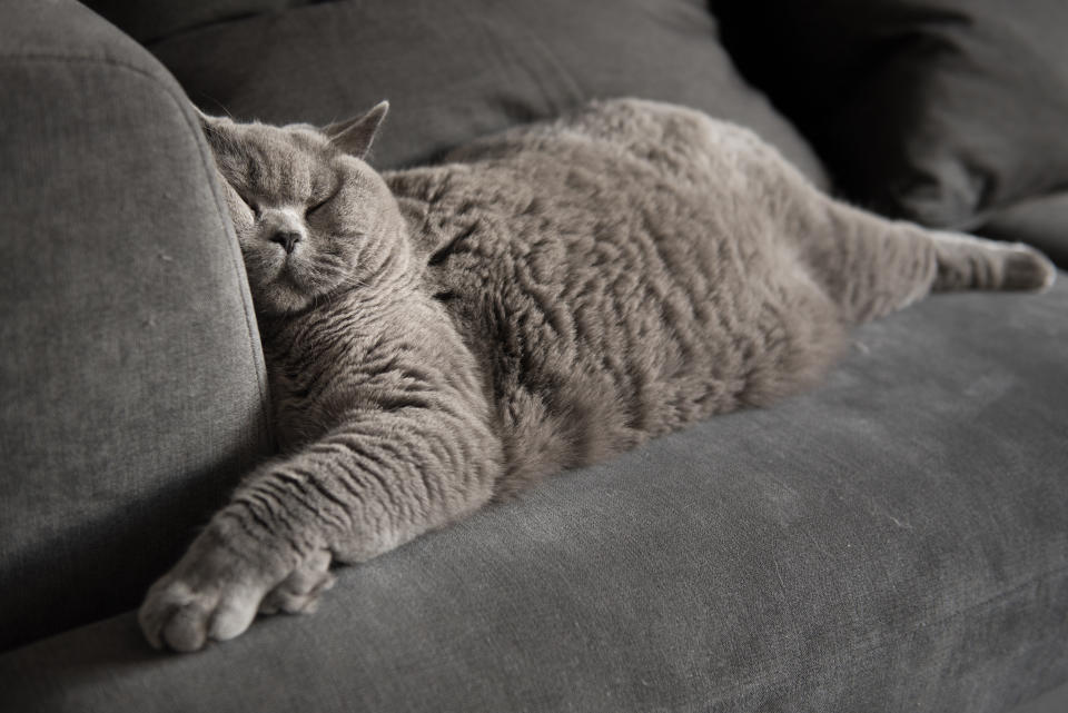 Lazy British Short Hair cat sleeping on a couch in a flat in Edinburgh, Scotland, with her face squashed as she is fully relaxed