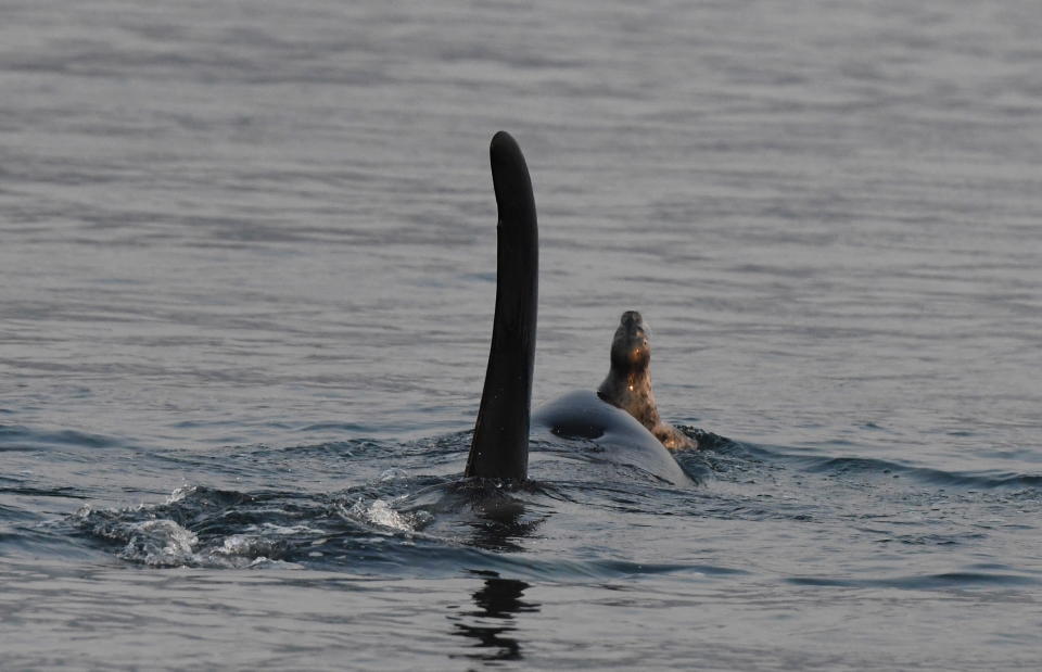 The whale ended up devouring the seal. Source: Australscope