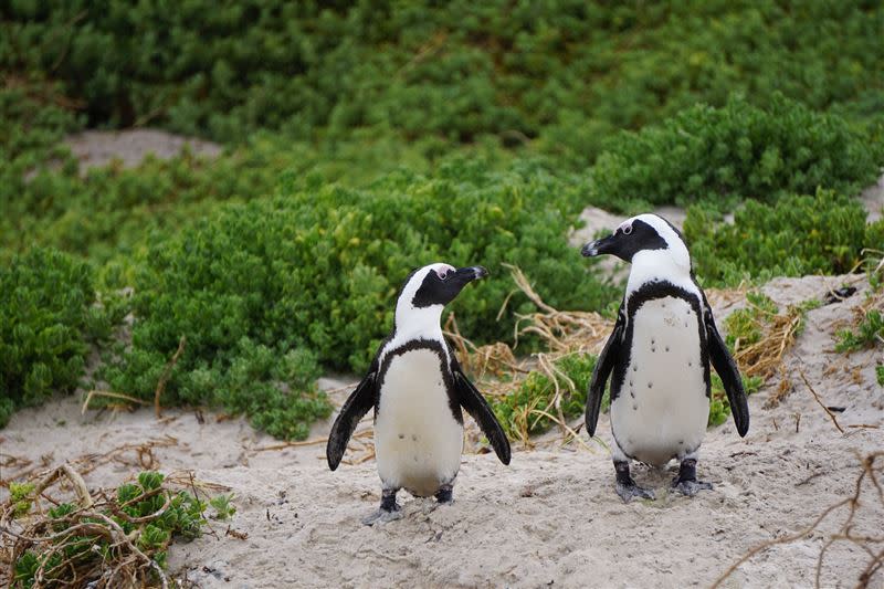 收藏家買回2隻企鵝，帶牠們去看獸醫後，才揭露這起犯罪。（圖／翻攝自pixabay）