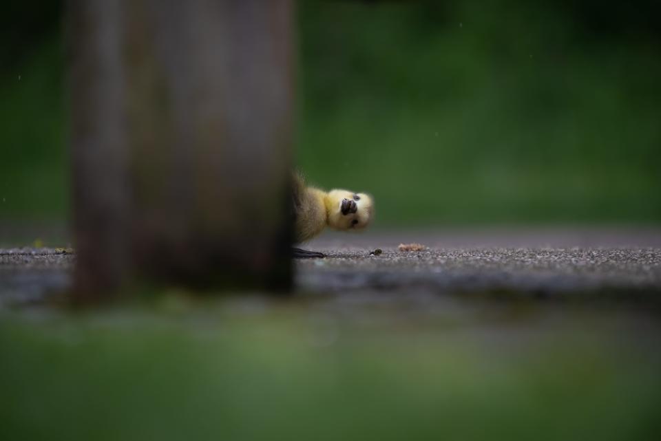 A gosling peeking out from behind the leg of a bench.