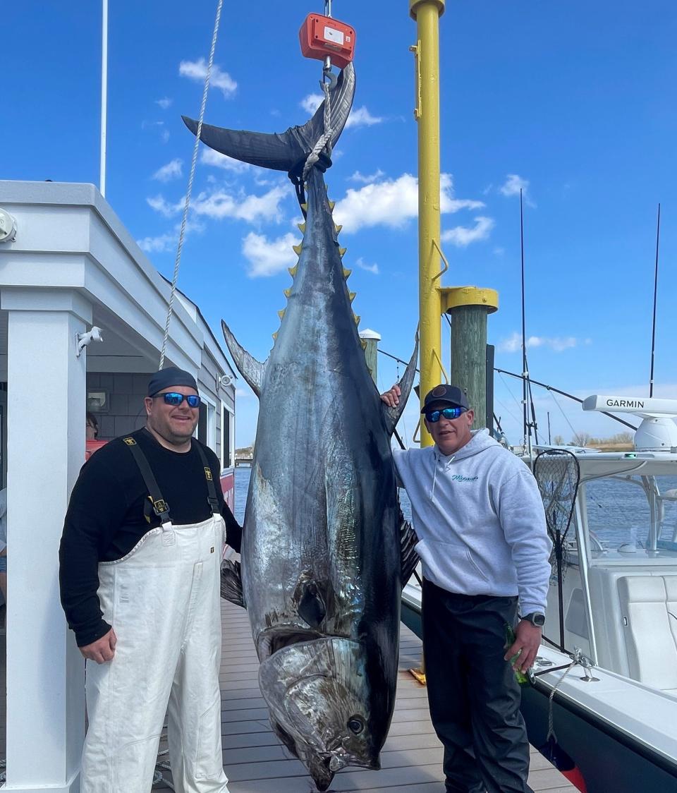 Capt. Kevin Goldberg, right, and Mike Resetar stand next to the 718-pound giant bluefin tuna they caught April 19 on Goldberg's boat Marener.