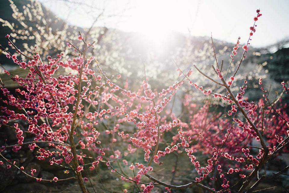 光陽梅花村（Image Source : Getty Creative）