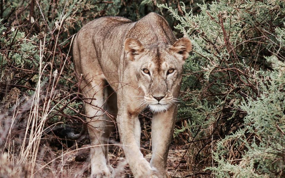 Thurston found himself being hunted by lionesses in Namibia - Gavin Thurston