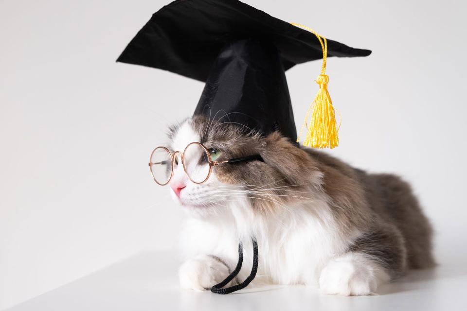 <p>getty</p> A stock image of a cat wearing a graduation cap