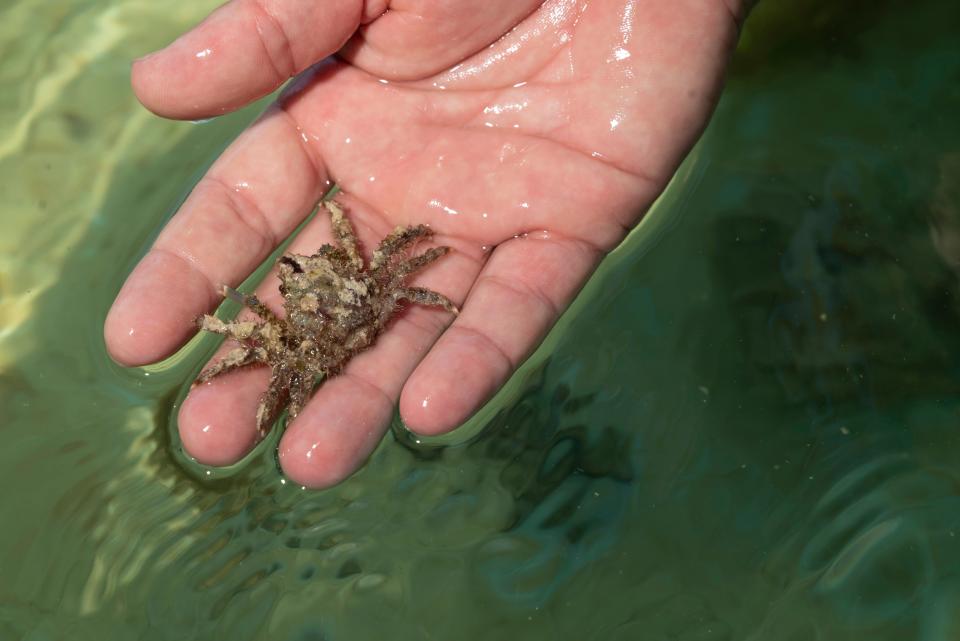 Jason Spadaro holds a three-month-old Caribbean king crab that was bred at Mote Marine Laboratory & Aquarium’s Elizabeth Moore International Center for Coral Reef Research & Restoration.