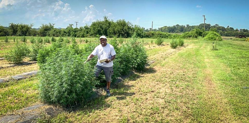 Professor Emmanuel Omondi of Tennessee State University collects data on hemp plants in the field.