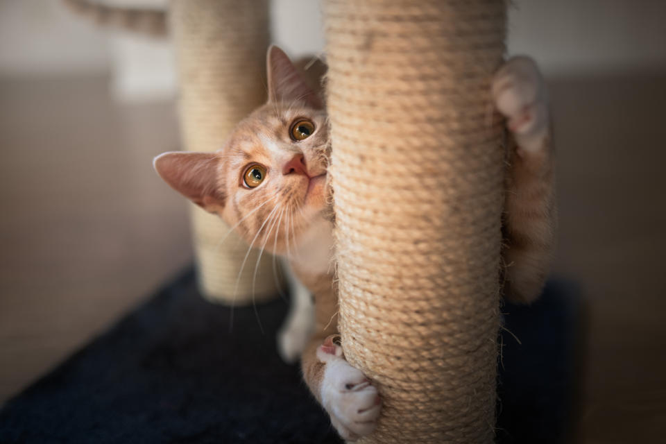 A curious kitten peeks from behind a scratching post, hugging it tightly with its paws