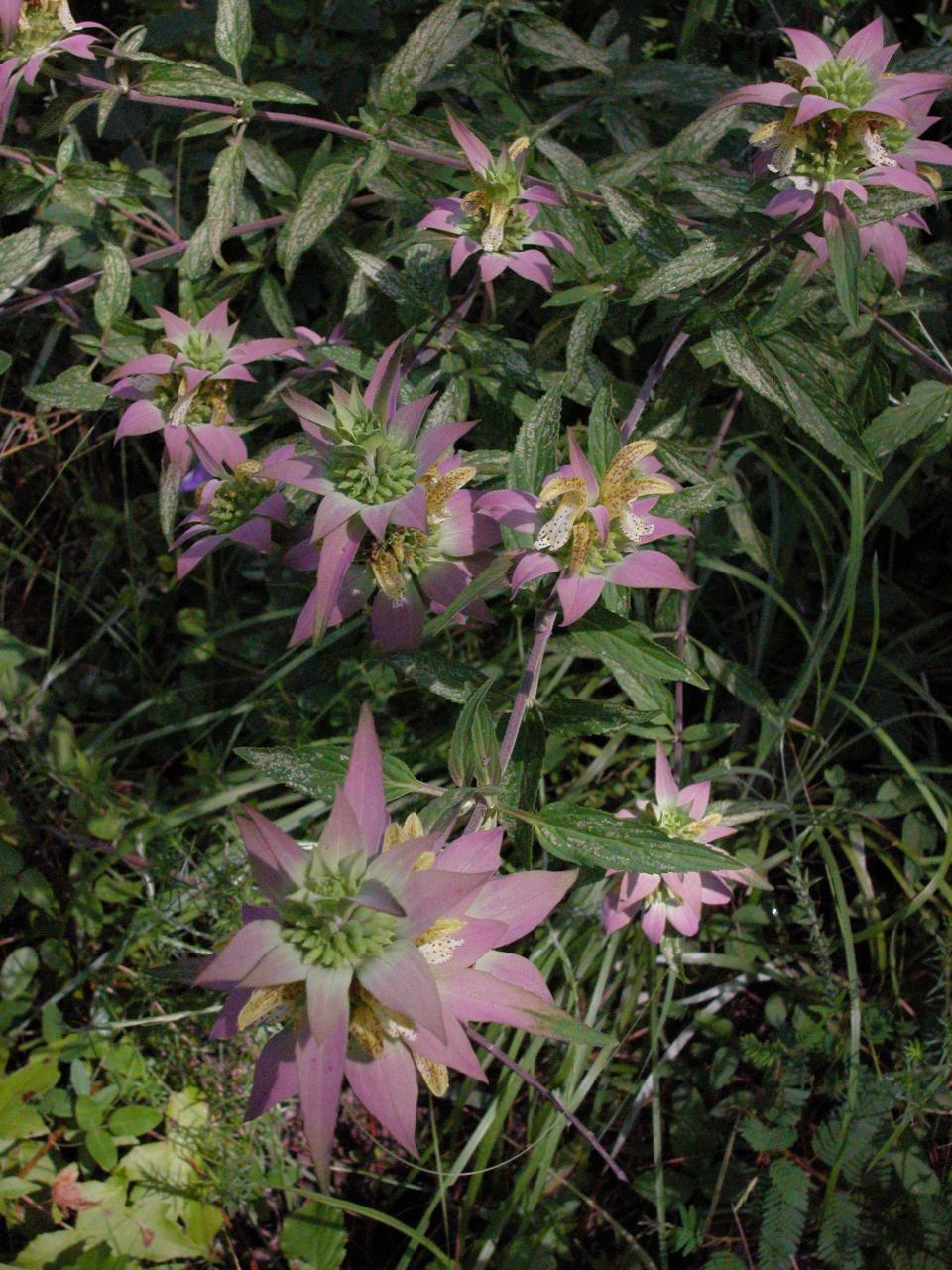 Spotted horse-mint attracts pollinators.