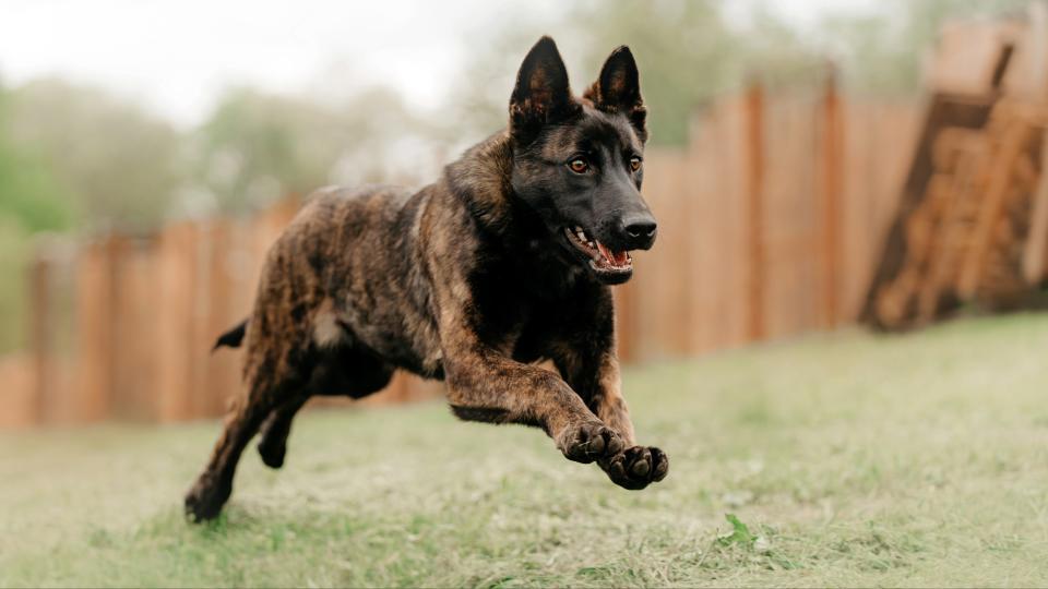 Dutch shepherd dog