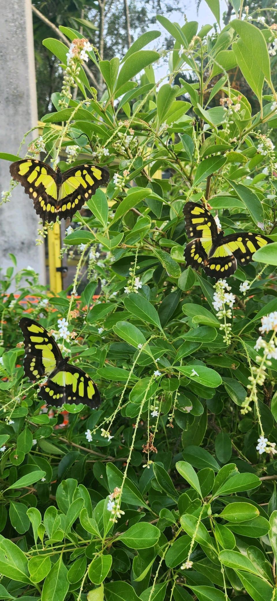 Malachite butterflies pose for the camera in the new butterfly garden at Shell Factory Nature Park.