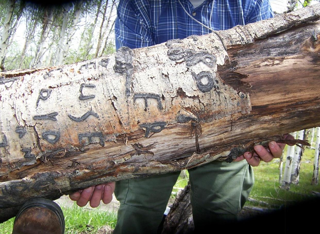 Las tallas realizadas durante décadas por los pastores vascos están en peligro, al igual que su lienzo, los álamos temblones. Sawtooth Mountains, 2011, Idaho Basque Arborglyphs Collection, Special Collections and Archives, Albertsons Library, Boise State University