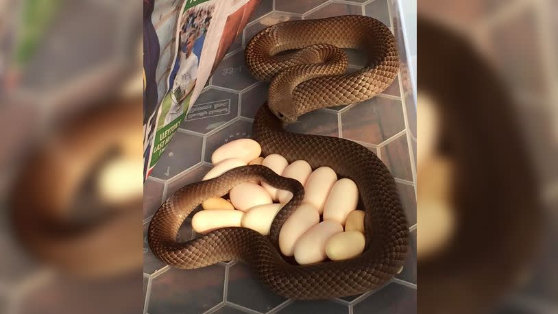 The Eastern brown snake laid 14 eggs in total. Photo: Facebook