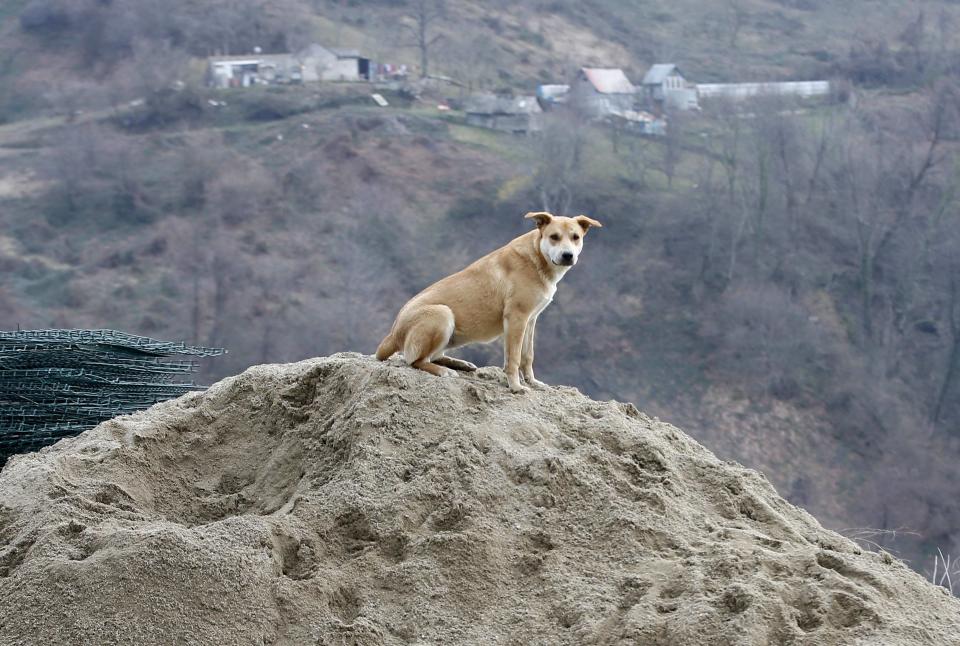 A dog is seen at the PovoDog dog shelter near Sochi