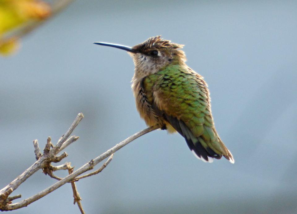 A female ruby-throated hummingbird photographed by Jennifer Lazewski from her garden in Wauwatosa.
