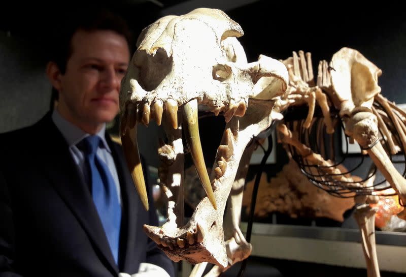 Piguet, director of Piguet Auction House stands beside the skeleton of a saber-toothed tiger hoplophoneus primaveus in Geneva