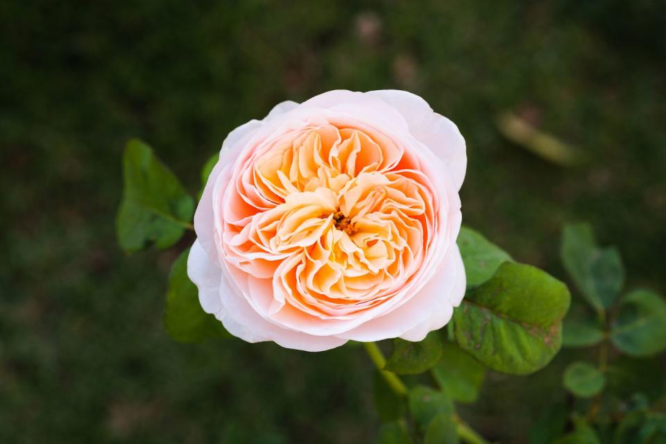 sweet juliet rose