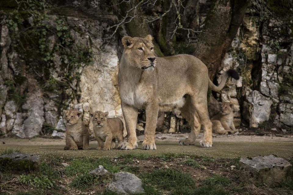 Asiatic lion Shiva, the mother of three cubs, looks out over her domain in the Besancon zoo, eastern France, Thursday, Feb. 27, 2014. The Besancon zoo held off announcing the December 31 2013 births until this week, afraid the two females and a male might not survive. There are about 300 Asiatic lions in the wild, all in an Indian reserve, according to the WWF. It's one of the world's rarest species. (AP Photo/Laurent Cipriani)