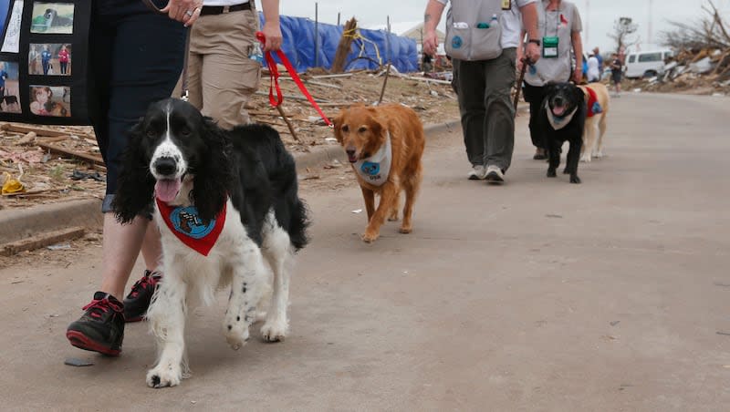 Toby, left, and other therapy dogs and their handlers from Therapy Dogs International walk down a tornado-ravaged street in Moore, Okla., Monday, May 27, 2013.