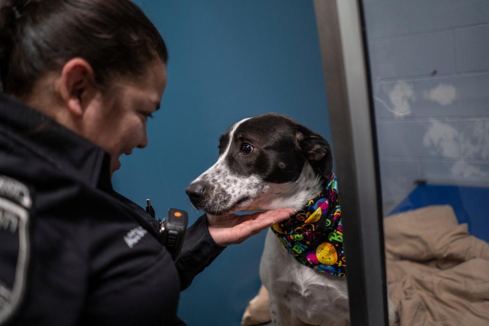 Macomb County Animal Control deputy Ashley Sanchez pets Dale after putting a bandana on him before celebrating six dogs' first birthdays during a birthday PAW-ty in their honor at the Macomb County Animal Control in Clinton Township on Wednesday, Jan. 17, 2024. The puppies were born at an Oakland County rescue and were 10 weeks old when they arrived at Macomb County Animal Control having grown up there while waiting for their case in court where criminal charges were filed against the rescue owner, who refused to take them back.