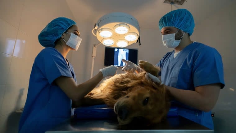 Surgeons Find 44 Hairbands in Dog's Stomach