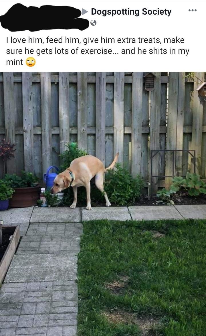 a dog pooping in someone's plants