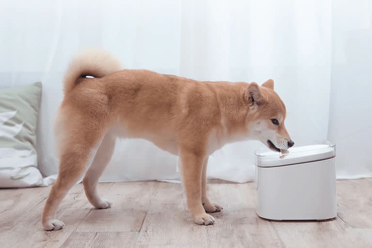 El Xiaomi Smart Pet Fountain, un bebedero para mascotas