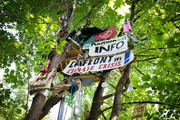 A protester climbs a tree at Lost Creek in Burnaby on Thursday, Aug. 12, 2021.  (Maggie MacPherson/CBC - image credit)