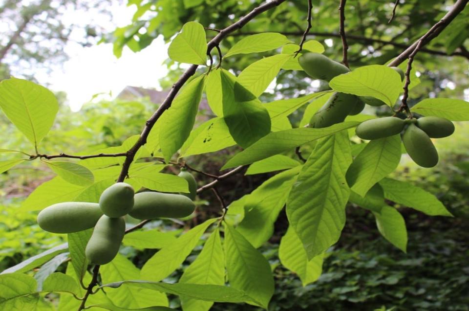 Pawpaw fruit ripens in late summer in Ohio.