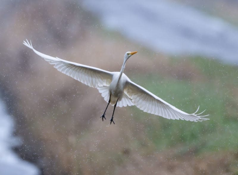 A great egret (Ardea alba) flies from a field in the Oderbruch in eastern Brandenburg in the driving snow. Patrick Pleul/dpa/ZB
