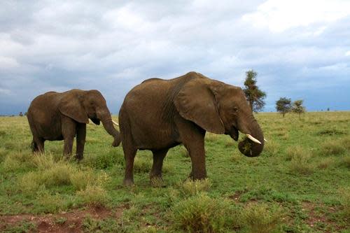 Serengeti-National-Park