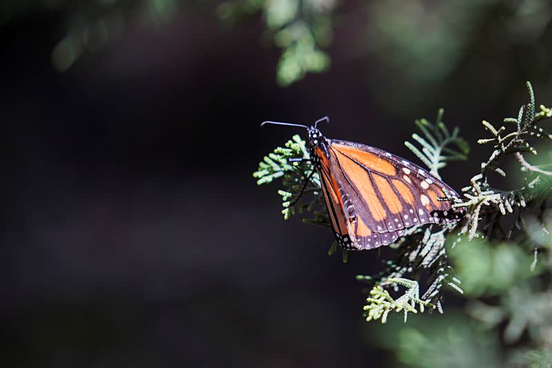 Una mariposa monarca se asienta sobre una rama de un árbol en el santuario de El Rosario, en el estado de Michoacán, México