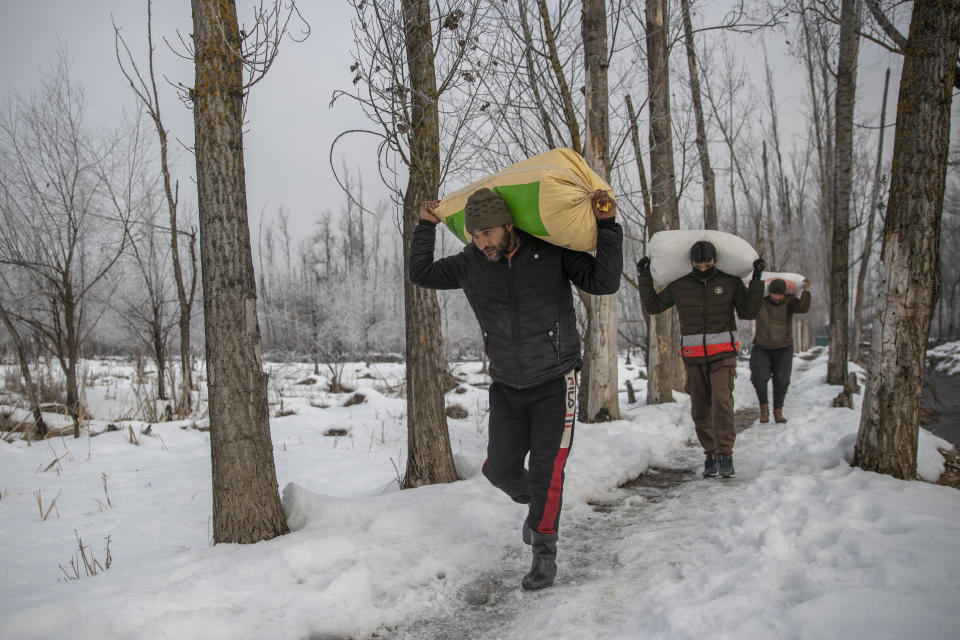 Mushtaq Ahmad, leads other wildlife workers as they carry paddy towards parked boats to feed birds in a wetland in Hokersar, north of Srinagar, Indian controlled Kashmir, Friday, Jan. 22, 2021. Wildlife officials have been feeding birds to prevent their starvation as weather conditions in the Himalayan region have deteriorated and hardships increased following two heavy spells of snowfall since December. Temperatures have plummeted up to minus 10-degree Celsius (14 degrees Fahrenheit). (AP Photo/Dar Yasin)