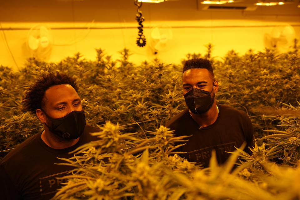 Calvin Johnson, right, and business partner Rob Sims look over marijuana plants growing under special lights at their business in Webberville, Mich., Friday, June 4, 2021. The former Detroit Lions wide receiver has founded a cannabis business and is collaborating with Harvard University to research how marijuana can help people with CTE and chronic pain. (AP Photo/Carlos Osorio)