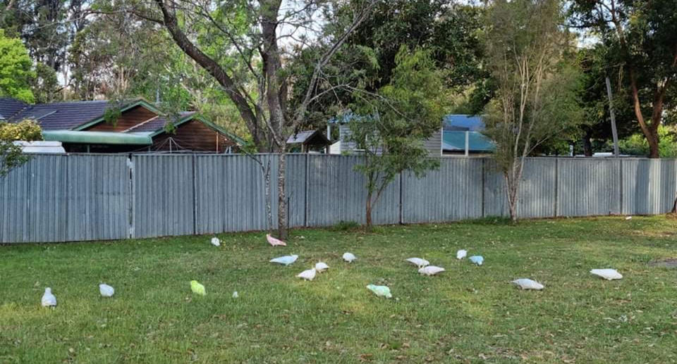 group of coloured cockatoos on grass