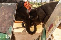 The Wider Image: Streaming to survive: Thailand's out-of-work elephants in crisis