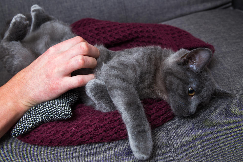 Kleine Katze der Rasse Chartreux schläft auf dem Sofa