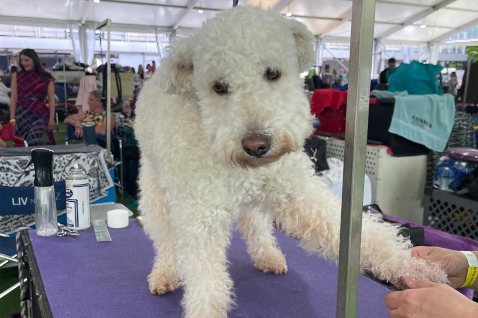 white pumi dog stands on grooming table at Westminster Dog Show