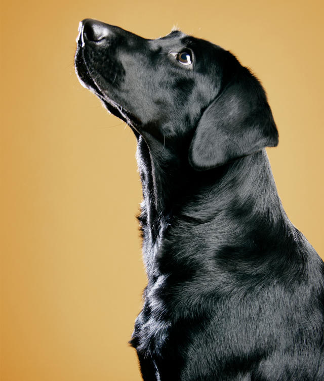 Is Human-Grade Dog Food Worth It? Vets Weigh in - PureWow