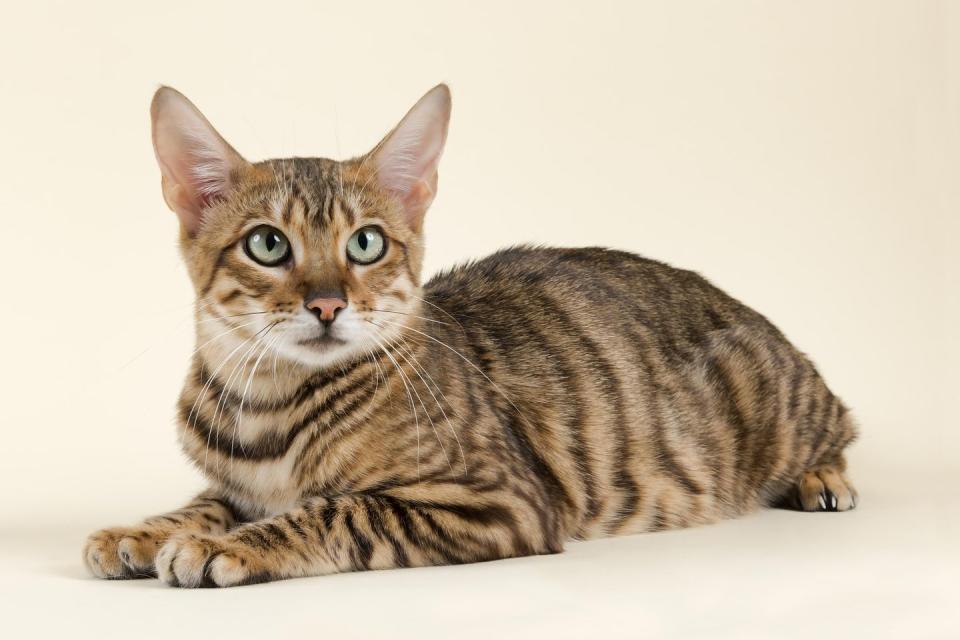 Toyger