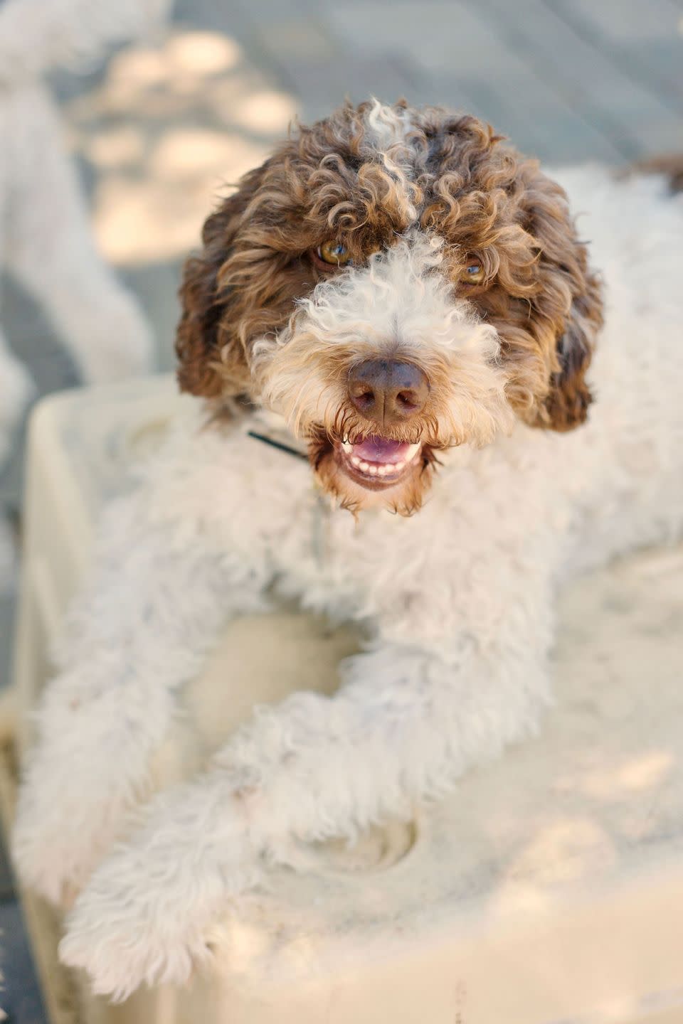 Lagotto Romagnolo