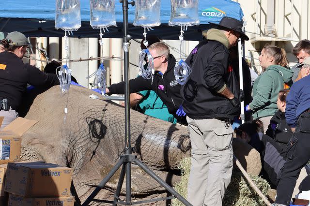 <p>Jacksonville Zoo and Gardens</p> Ali the bull elephant with his 30 person care team following his tusk removal procedure at the Jacksonville Zoo